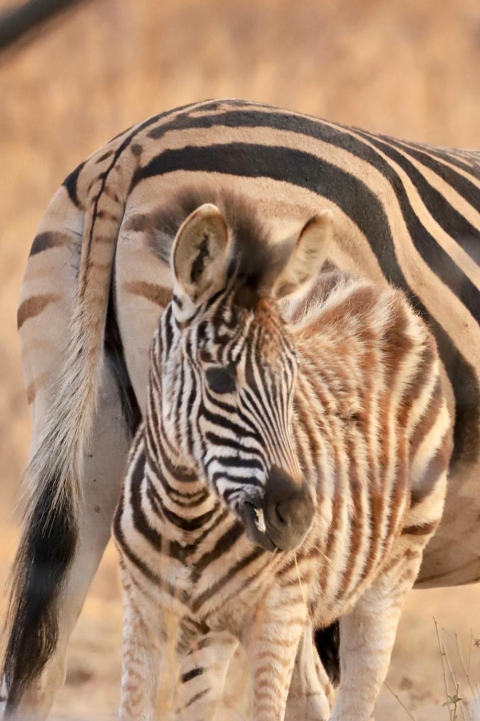 Thornhill Eco Lodge- Be At One With Nature Hoedspruit