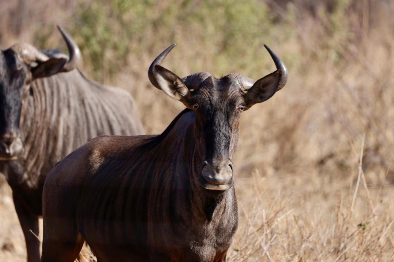 Thornhill Eco Lodge- Be At One With Nature * Hoedspruit
